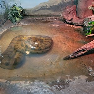Bronx - Reptile House, Green anaconda drowning/constricting dead rabbit