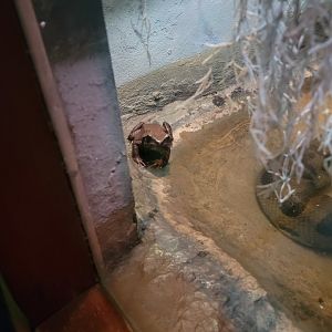 Bronx - Reptile House, Smooth-sided toad in anaconda exhibit