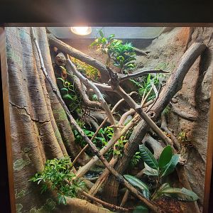 Bronx - Reptile House, White-lipped island pitviper (blue morph) and Brongersma's pitviper exhibit