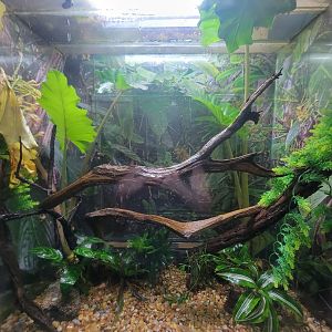 Bronx - Reptile House, Kihansi spray toads