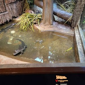 Bronx - Reptile House, Chinese alligator