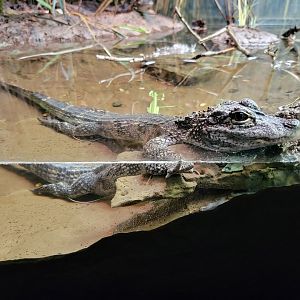 Bronx - Reptile House, Chinese alligator