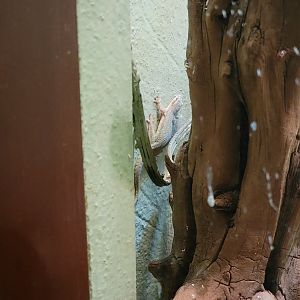 Bronx - Reptile House, one of the many mourning geckos that lives wild in the building