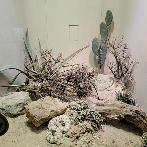 Bronx - Reptile House, Mojave Desert sidewinder and southwestern speckled rattlesnake