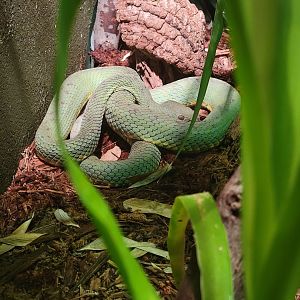 Bronx - Reptile House, Philippine pitviper