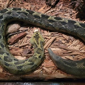 Bronx - Reptile House, Ethiopian mountain viper