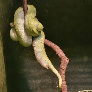 Bronx - Reptile House, Green tree python, what's off about this snake?