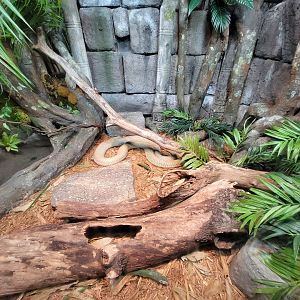 Bronx - Reptile House, King cobra