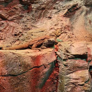 Bronx - Reptile House, chuckwalla pile