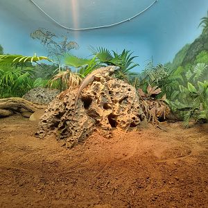 Bronx - Reptile House, blue iguana