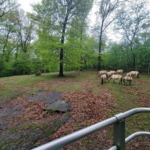 Bronx - Monorail, Przewalski's horses