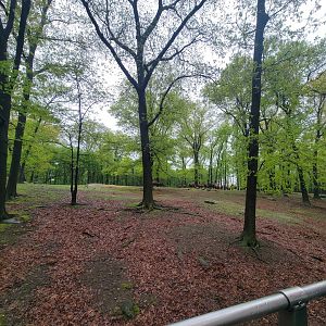 Bronx - Monorail, Gaur herd