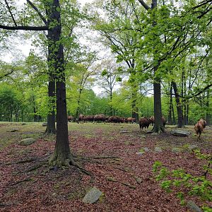 Bronx - Monorail, Gaur herd