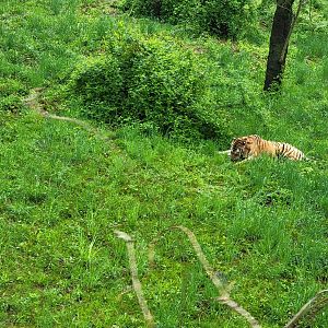 Bronx - Monorail, Tiger