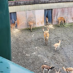 Bronx - Monorail, Barasingha, Chital, and blackbuck