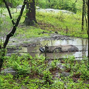 Bronx - Monorail, Indian rhino