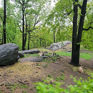 Bronx - Monorail, Markhor and Himalayan tahr