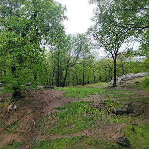 Bronx - Monorail, Markhor and Himalayan tahr