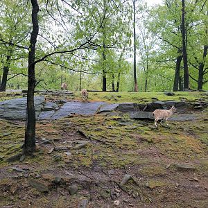 Bronx - Monorail, Markhor and Himalayan tahr