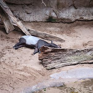 Bronx - Jungle World, Malayan tapir napping