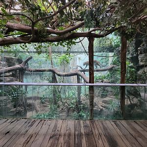 Bronx - Jungle World, Leopard exhibit