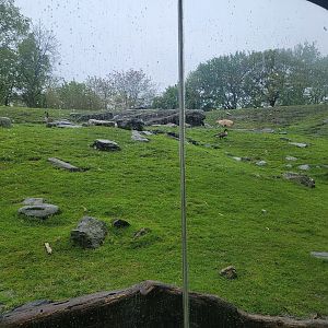 Bronx - Africa Trail, Nubian ibex like to hide in that rock area