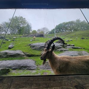 Bronx - Africa Trail, Nubian ibex