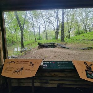 Bronx - Africa Trail, African wild dog viewing window