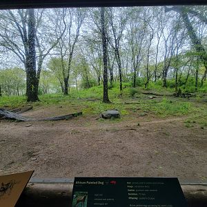Bronx - Africa Trail, African wild dog yard
