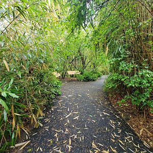 Bronx - Africa Trail, path by wild dogs and hyenas