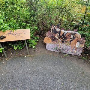 Bronx - Africa Trail, African wild dog photo op