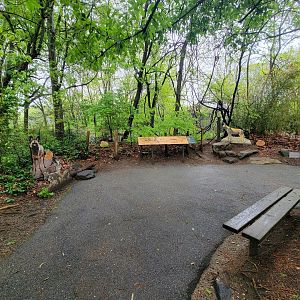 Bronx - Africa Trail, African wild dog photo ops