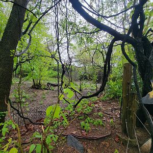 Bronx - Africa Trail, end of African wild dog yard