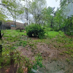 Bronx - Africa Trail, Spotted hyena yard from viewing windows