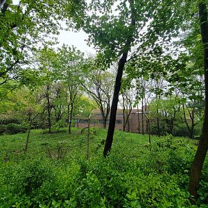 Bronx - Africa Trail, Spotted hyena yard from path