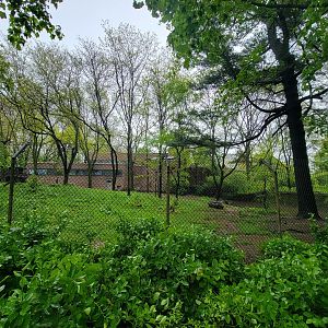 Bronx - Africa Trail, Spotted hyena yard from path