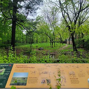 Bronx - Africa Trail, Spotted hyena yard from giraffe building