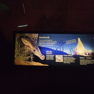 Bronx - Africa Trail, Carter Giraffe Building, Aardvark sign