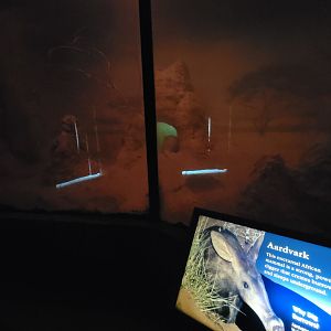 Bronx - Africa Trail, Carter Giraffe Building, Aardvark