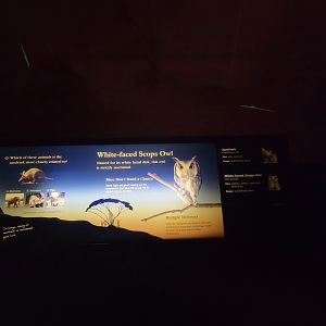 Bronx - Africa Trail, Carter Giraffe Building, White-faced Scops owl sign