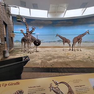 Bronx - Africa Trail, Carter Giraffe Building, giraffes