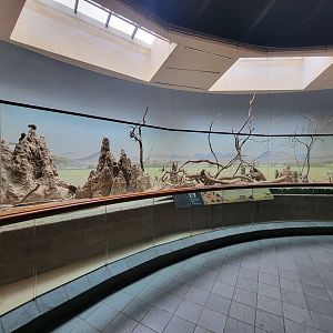 Bronx - Africa Trail, Carter Giraffe Building, dwarf mongooses and Von der Decken's hornbill