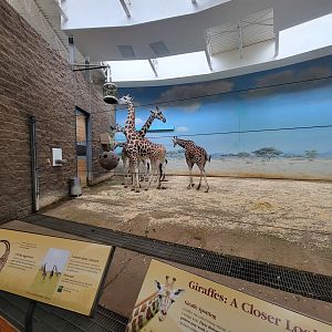 Bronx - Africa Trail, Carter Giraffe Building, giraffes