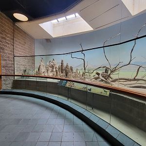 Bronx - Africa Trail, Carter Giraffe Building, dwarf mongooses and Von der Decken's hornbill