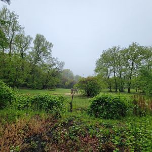 Bronx - Africa Trail, Grevy's zebra yard