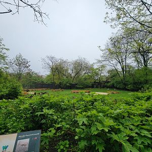 Bronx - Africa Trail, Slender-horned gazelle yard