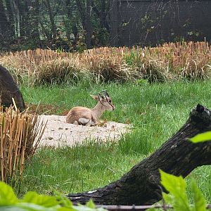 Bronx - Africa Trail, Slender-horned gazelle