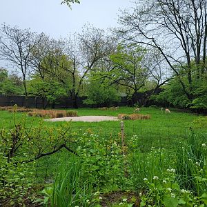 Bronx - Africa Trail, Slender-horned gazelle yard