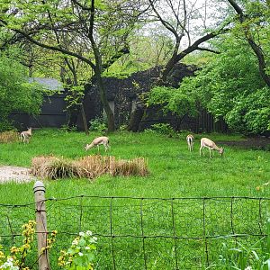 Bronx - Africa Trail, Slender-horned gazelle yard