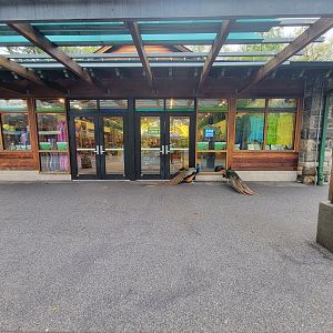 Bronx - Peacocks waiting for the gift shop to open :)